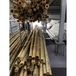 Big Natural Bamboo 295cm