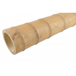 Gros Bambou Déco 590cm