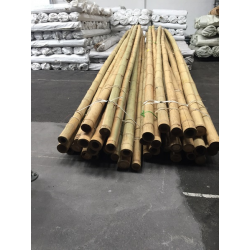 Big Natural Bamboo 590cm