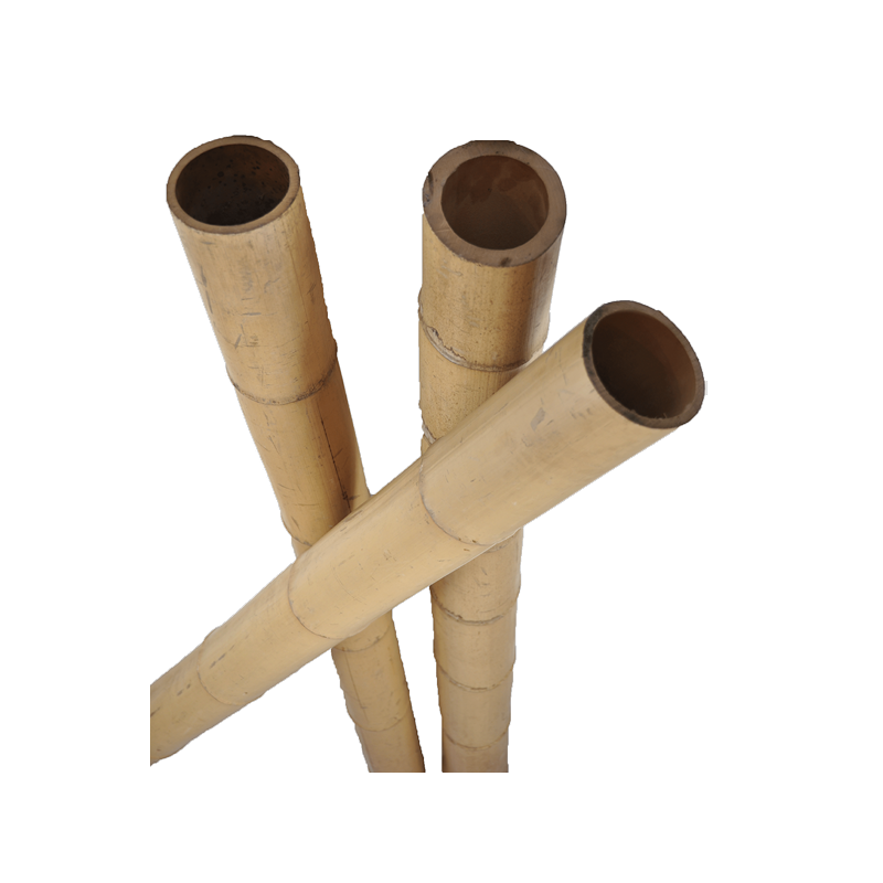 Big Natural Bamboo 590cm Big Natural Bamboo 590cm