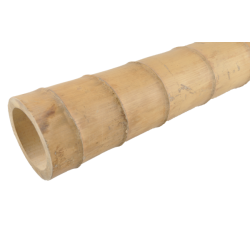 Gros Bambou Déco 590cm