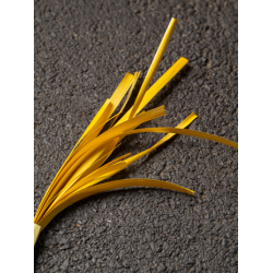 Yellow flaten Rye straw