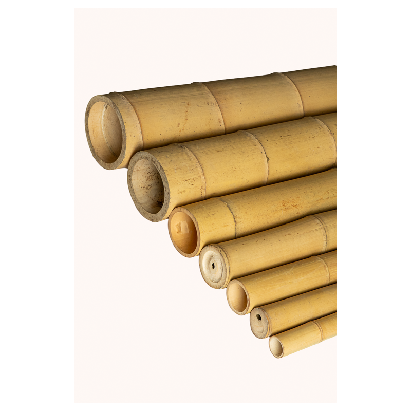 Big Natural Bamboo 295cm