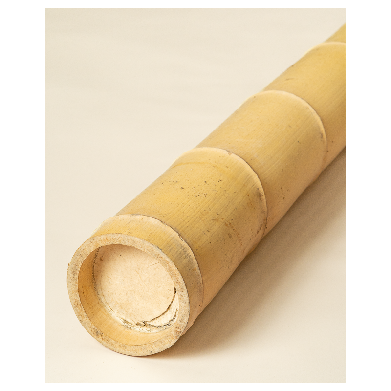 Big Natural Bamboo 590cm