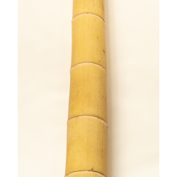 Gros Bambou Déco 295cm