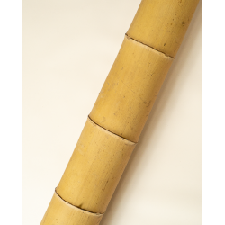 Gros Bambou Déco 295cm