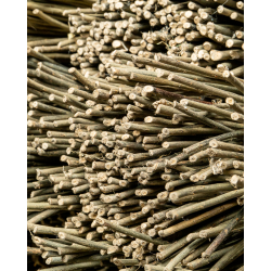 Osier Brut Polyvalent Foncé – Purpurea Daphnoides