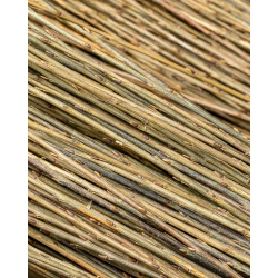 Osier brut polyvalent – Purvil (hybride français)