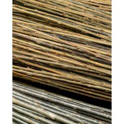 Osier brut polyvalent – Purvil (hybride français)